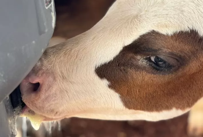 Desmame de bezerras leiteiras: falhas no manejo podem comprometer ganho de peso e saúde