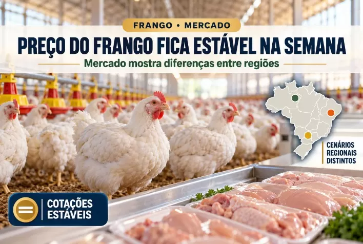 Preço do frango fica estável na semana, mas mercado mostra diferenças entre regiões