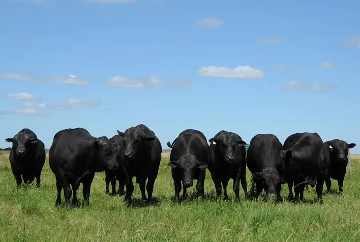 Inteligência artificial ajuda pecuaristas a escolher touros e acelerar melhoramento genético da raça Brangus
