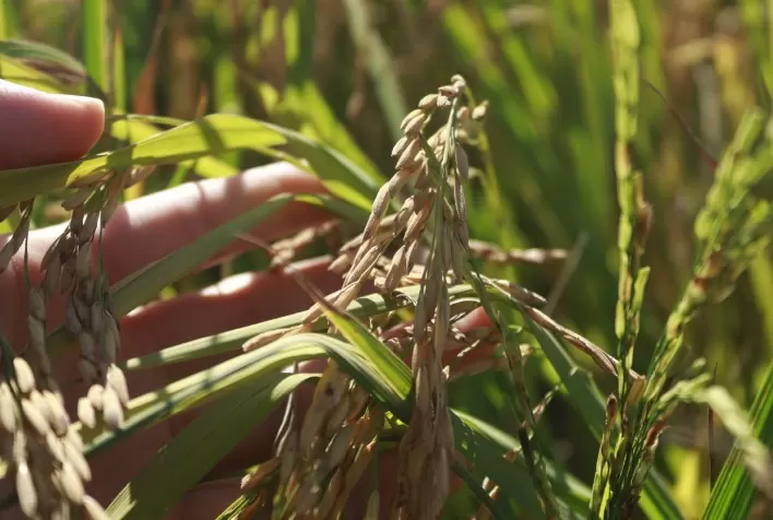 Setor do arroz em SC cobra redução de custos e regras estáveis do próximo governo