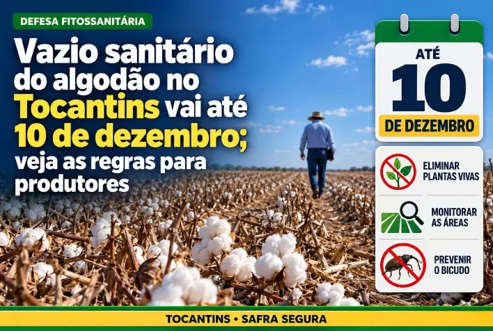 Vazio sanitário do algodão no Tocantins vai até 10 de dezembro; veja as regras para produtores