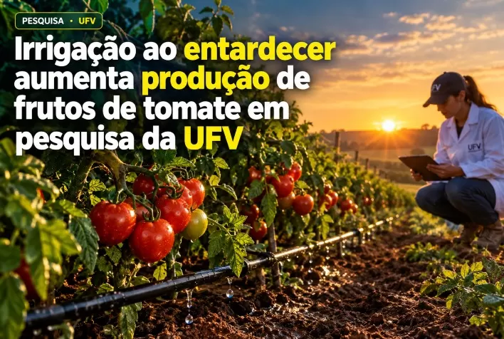 Irrigação ao entardecer aumenta produção de frutos de tomate em pesquisa da UFV