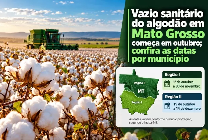 Vazio sanitário do algodão em Mato Grosso começa em outubro; confira as datas por município