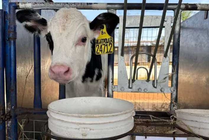 Criptosporidiose em bezerras: estudo aponta diferença de quase cinco vezes na chance de diarreia entre tratamentos
