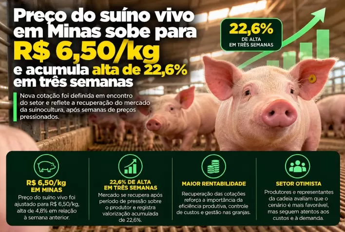 Preço do suíno vivo em Minas sobe para R$ 6,50/kg e acumula alta de 22,6% em três semanas