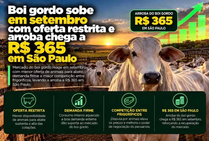 Boi gordo sobe em setembro com oferta restrita e arroba chega a R$ 365 em São Paulo