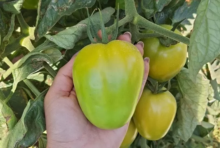 Qualidade do tomate reduz perdas e determina aproveitamento comercial da safra