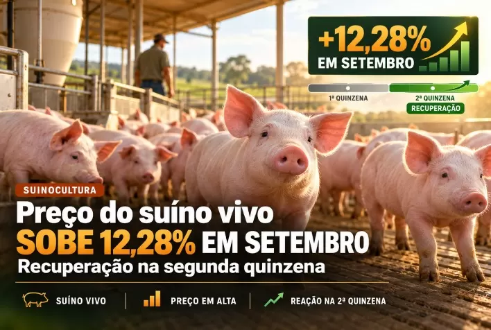 Preço do suíno vivo sobe 12,28% em setembro com recuperação na segunda quinzena