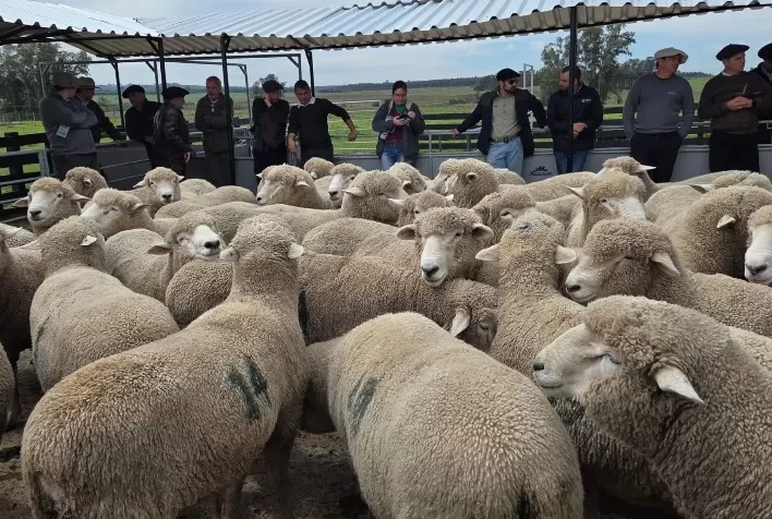 Corriedale alcança quase 276 quilos de carne por hectare em avaliação no RS