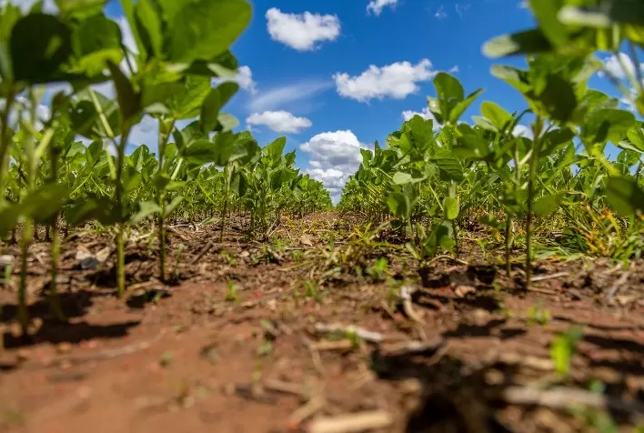 Manejo integrado de plantas daninhas reduz infestação e protege as próximas safras