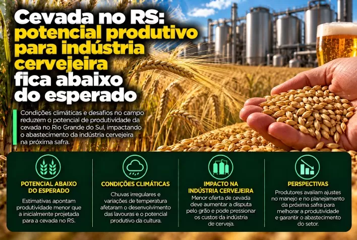 Cevada no RS: potencial produtivo para indústria cervejeira fica abaixo do esperado