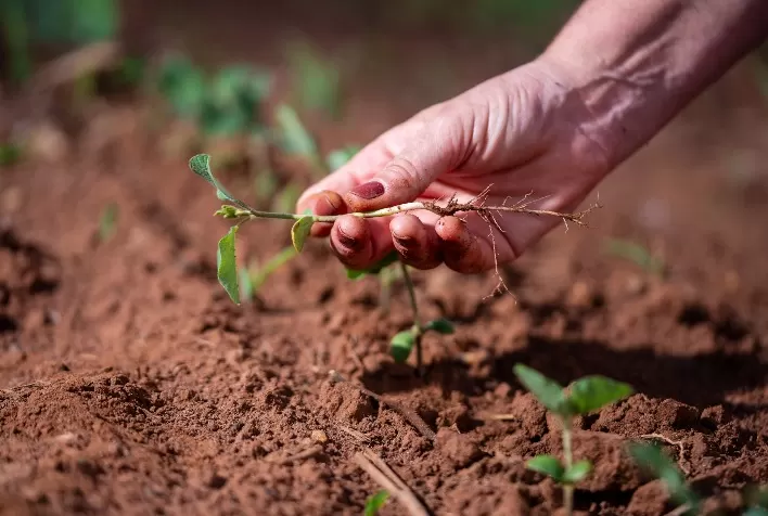 Produtividade da soja: genética, clima e solo precisam estar alinhados ao manejo