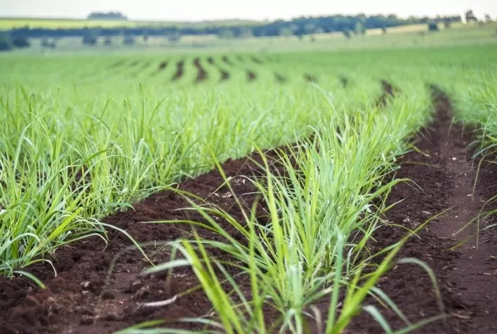 Atvos leva bioinsumos a 100% do plantio de cana e amplia manejo biológico