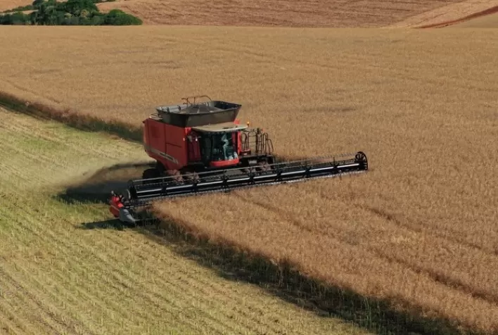 Canola cresce 102,64% no RS; Ijuí recebe abertura nacional da colheita em 13 de outubro