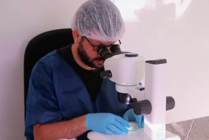 UFV produz primeiros embriões in vitro de jumentos Nordestinos, segundo pesquisadores