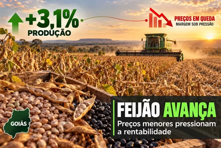 Produção de feijão em Goiás cresce 3,1%, mas queda nos preços desafia rentabilidade