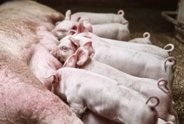 Topigs Norsvin conquista certificação Ouro em Bem-Estar Único na genética suína
