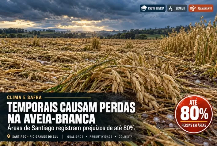 Aveia-branca no RS: temporais causam perdas de até 80% em áreas de Santiago