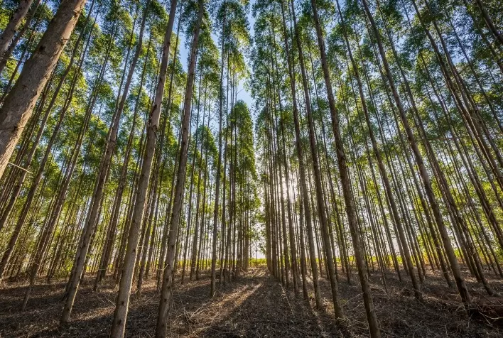 Gesso agrícola eleva volume inicial de eucalipto em até 65% em experimento em Minas Gerais