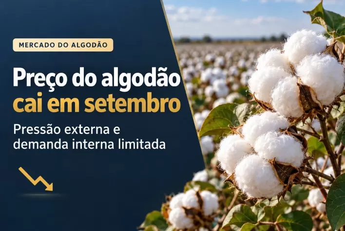 Preço do algodão cai em setembro com pressão externa e demanda interna limitada