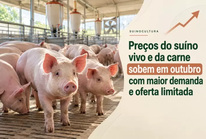 Preços do suíno vivo e da carne sobem em outubro com maior demanda e oferta limitada