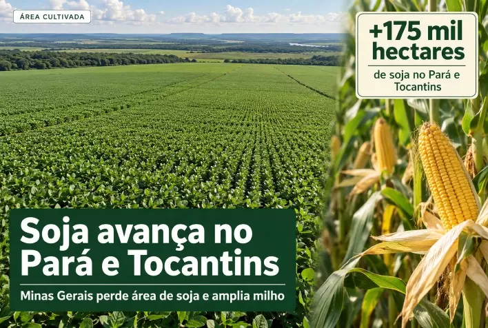 Soja ganha 175 mil hectares no Pará e Tocantins; Minas Gerais perde área e amplia milho