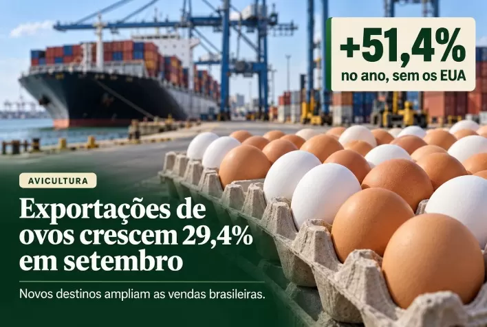 Exportações de ovos crescem 29,4% em setembro; vendas sem os EUA avançam 51,4% no ano