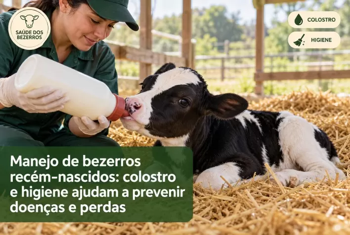 Manejo de bezerros recém-nascidos: colostro e higiene ajudam a prevenir doenças e perdas