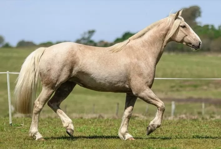 Leilão de cavalos Crioulos na Farm Show terá animais domados para a lida de campo