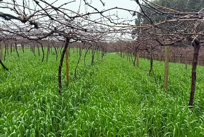 Aveia-preta em vinhedos: Embrapa identifica sete materiais tolerantes ao excesso de cobre