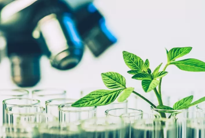 Fitocomplexos para bovinos: estudos preliminares apontam ganho de até 7% na eficiência alimentar