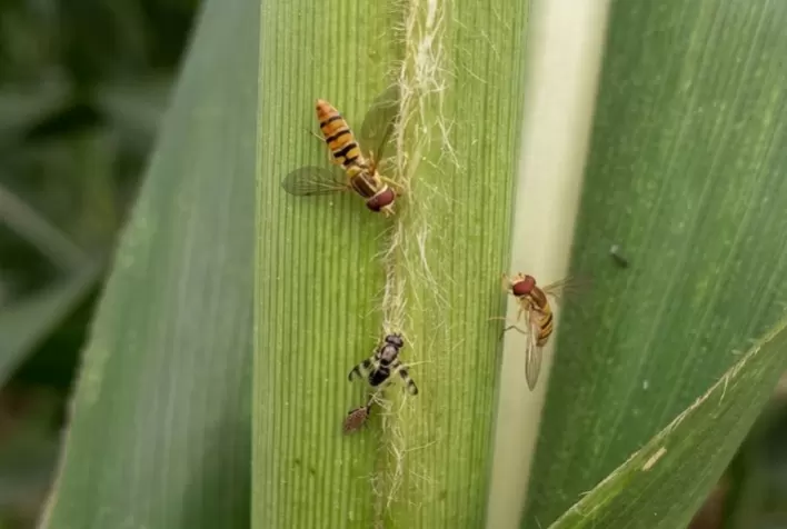 Controle biológico reduz pulgão-do-sorgo em lavouras de Minas Gerais
