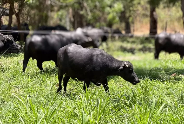 Bubalinocultura: encontro nacional em Florianópolis debaterá produção de carne, leite e reprodução