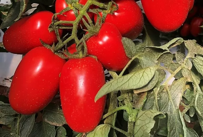Produção de tomate: cinco critérios para escolher a variedade e melhorar o desempenho da lavoura