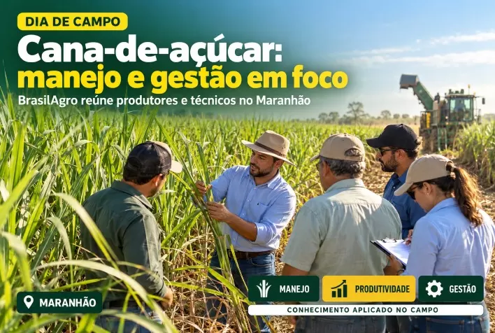 Cana-de-açúcar: BrasilAgro promove dia de campo sobre manejo e gestão no Maranhão