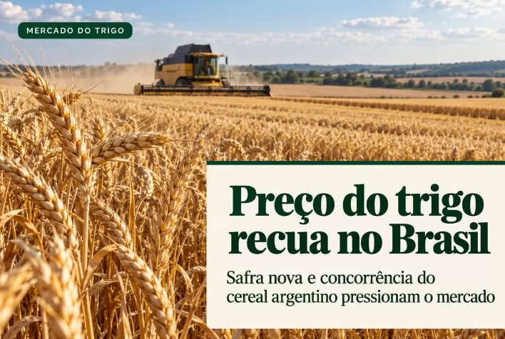 Preço do trigo recua no Brasil com safra nova e concorrência do cereal argentino
