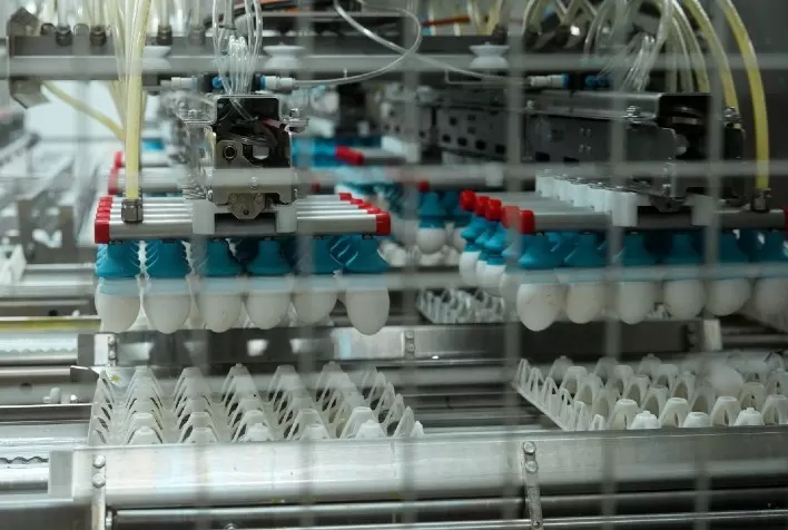 Naturovos amplia automação no RS e incorpora equipamento para processar 225 mil ovos por hora