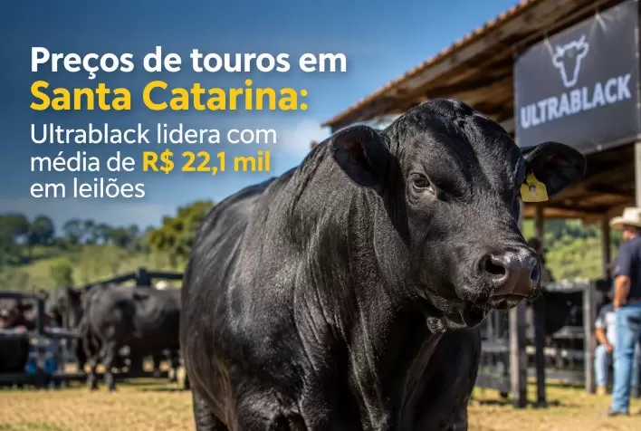 Preços de touros em Santa Catarina: Ultrablack lidera com média de R$ 22,1 mil em leilões
