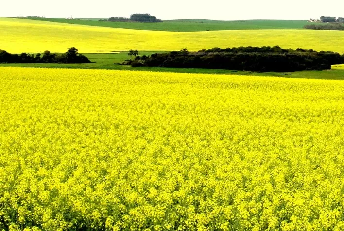Canola cresce 102,6% no RS e amplia oferta de matéria-prima para biodiesel