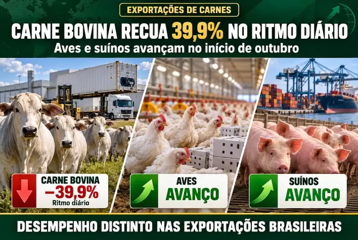 Exportações de carne bovina recuam 39,9% no ritmo diário de outubro; aves e suínos avançam