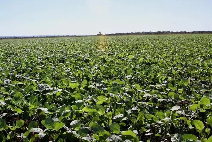 Plantio da soja 2026/27 no Tocantins começa pontual, com produtores à espera de chuvas
