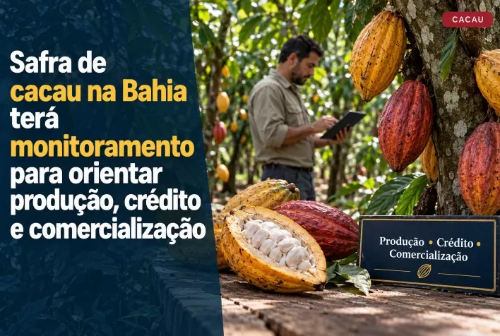 Safra de cacau na Bahia terá monitoramento para orientar produção, crédito e comercialização