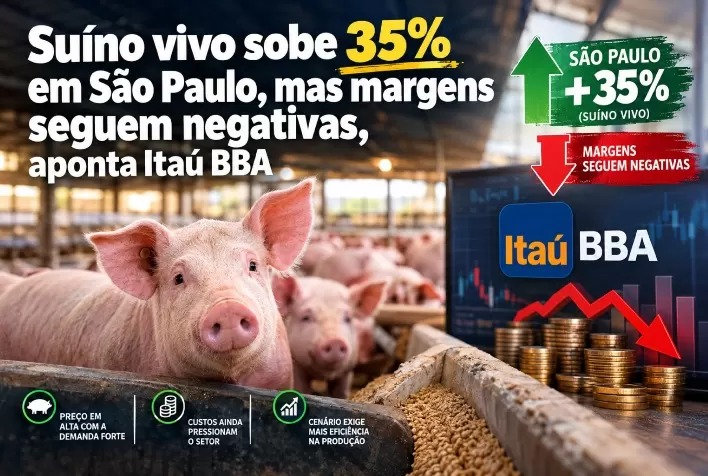 Suíno vivo sobe 35% em São Paulo, mas margens seguem negativas, aponta Itaú BBA