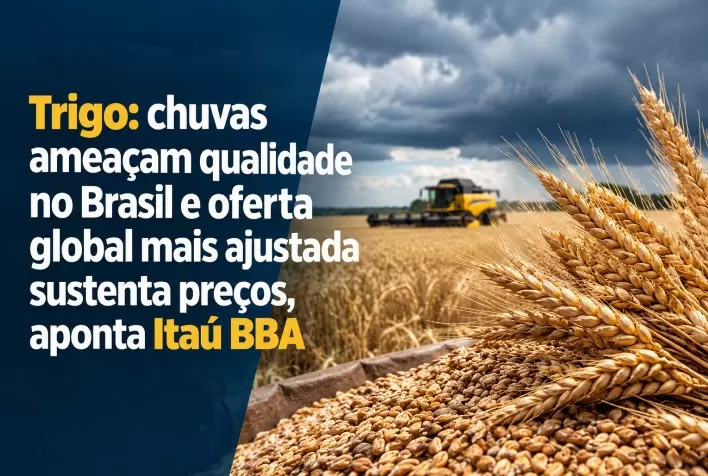 Trigo: chuvas ameaçam qualidade no Brasil e oferta global mais ajustada sustenta preços, aponta Itaú BBA