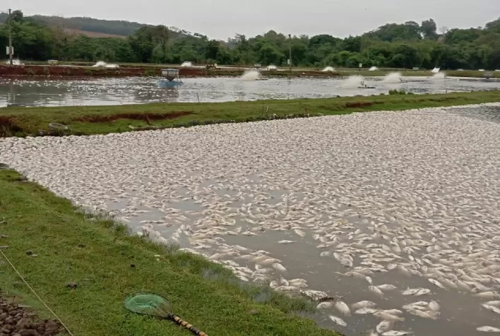 Falta de energia no campo ameaça piscicultura do Paraná e provoca morte de 450 mil peixes