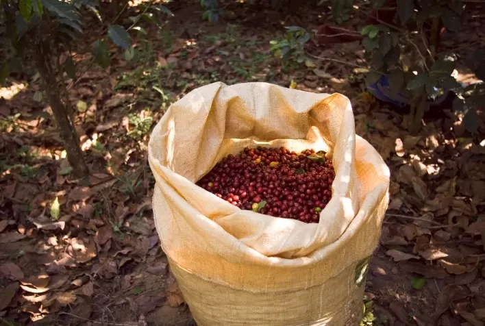 Secagem do café: estudo aponta perda de qualidade do conilon com uso de fogo direto
