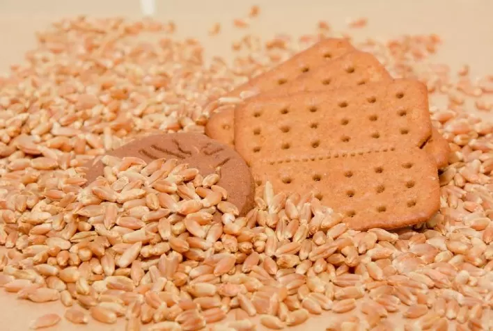 Farinha de triticale pode substituir 100% do trigo em biscoitos, apontam testes