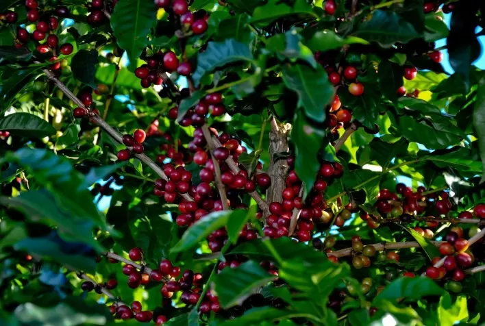 Prêmio Ernesto Illy recebe 481 amostras de café e selecionará 40 finalistas
