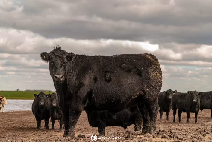 Rota Angus percorre cinco cidades do RS com foco em carne certificada e valorização do produtor