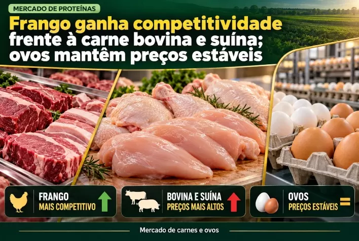 Frango ganha competitividade frente à carne bovina e suína; ovos mantêm preços estáveis